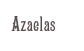 Azaelas